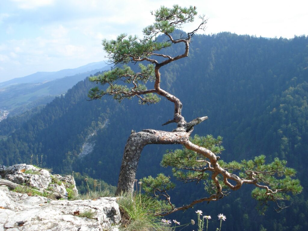 Na Sokolicę przez Dunajec